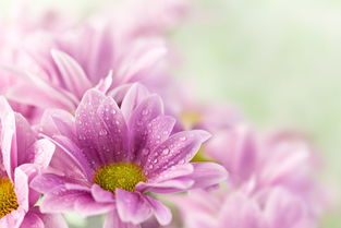 粉红花朵背景高清图片图片素材 图片ID 59120 花草图片 花的图片